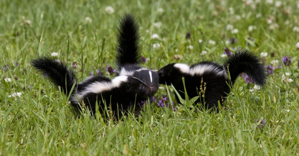 How Long Do Skunks Live (And How Early Can They Spray)?