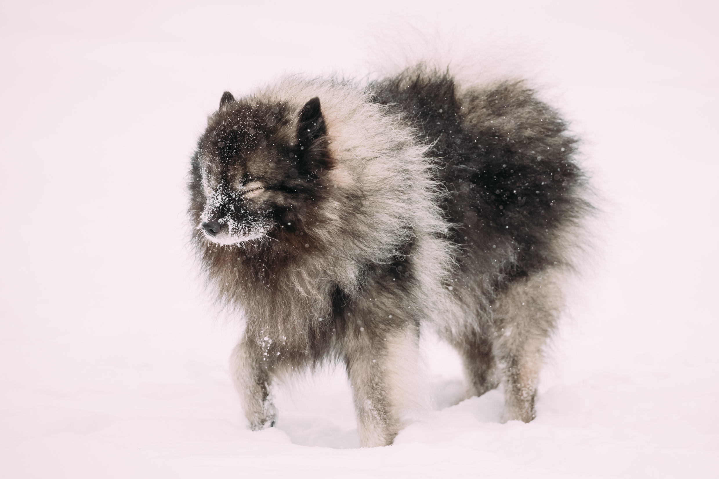 Keeshond Colors: Rarest to Most Common