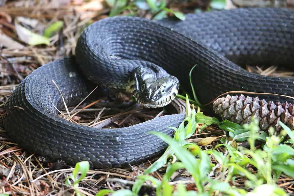 Plain-Bellied Water Snake: Habitat, Diet, and Identification Tips