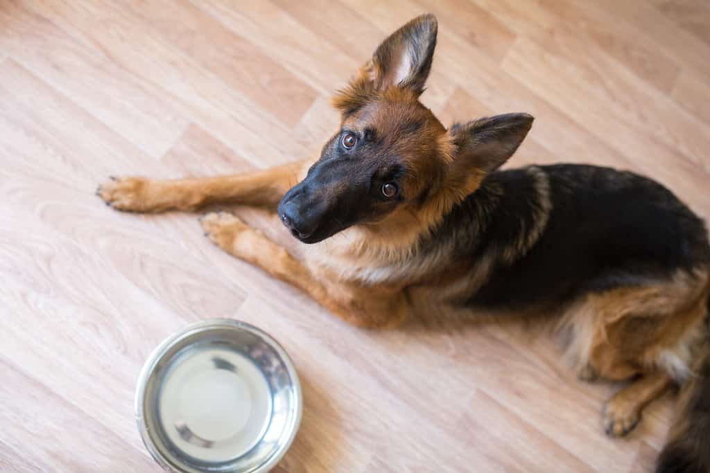 Watch a German Shepherd Puppy Play with a Kitten in the Cutest Video You'll See Today