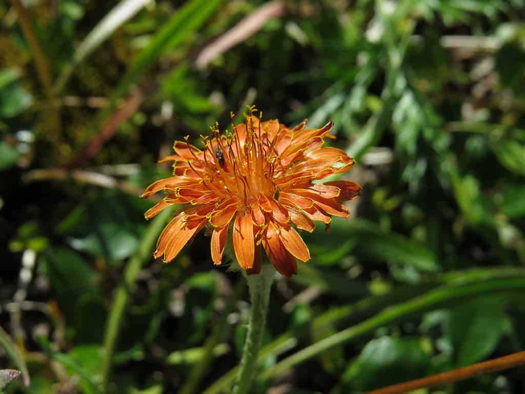 25 Beautiful Types of Orange Wildflowers