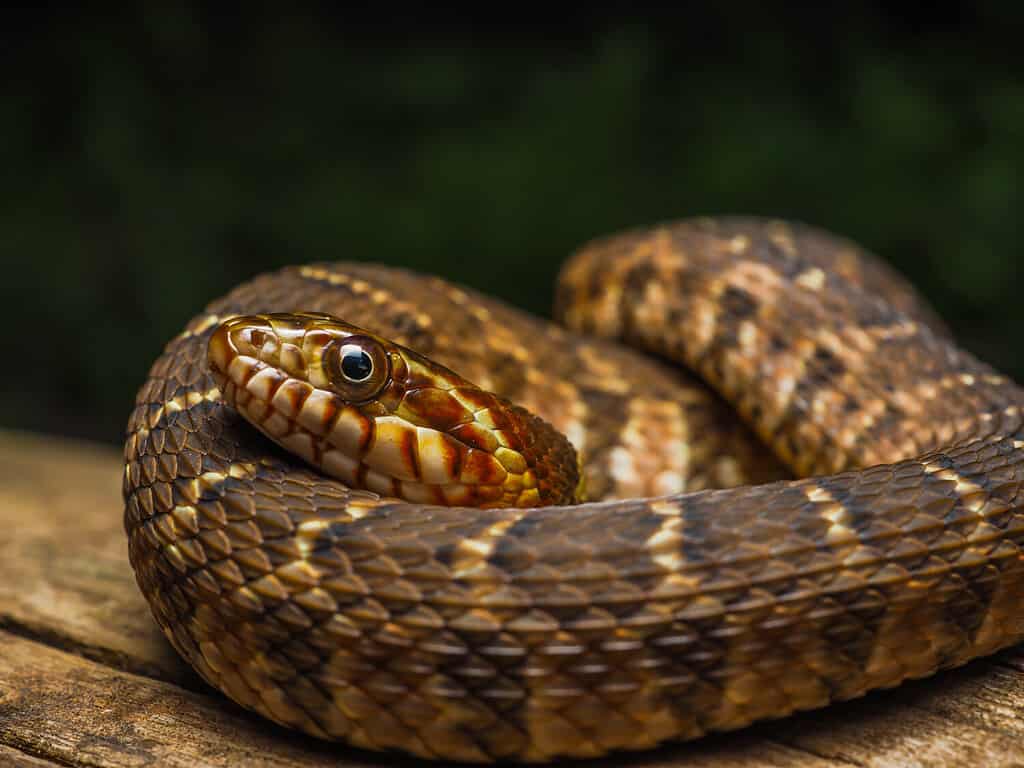 Plain-Bellied Water Snake: Habitat, Diet, and Identification Tips