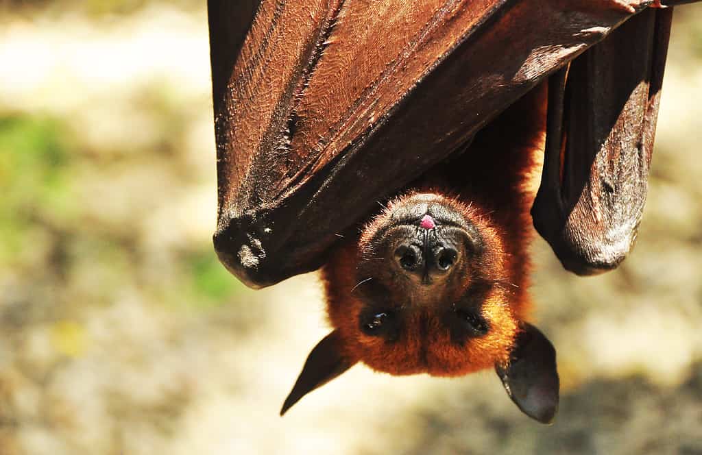 Human-Size Bat: Are These Viral Giant Bats Real?