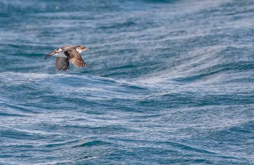 The Complete List of 38 Animals With Webbed Feet