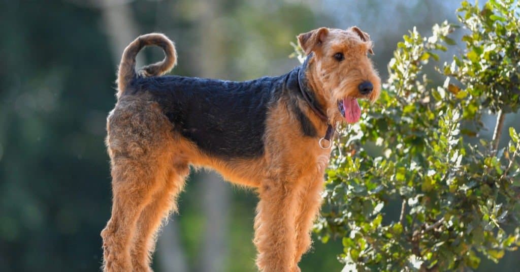 Male vs. Female Airedale Terrier: 3 Key Differences