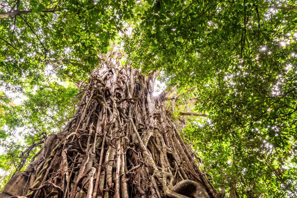 6 Incredible Trees That Thrive In the Savana