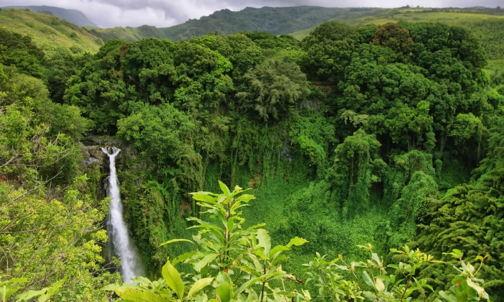 15 Amazing Rainforests Found in the United States