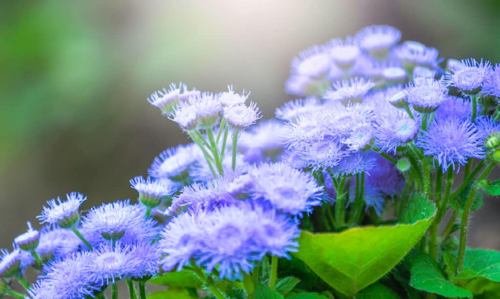 The 11 Most Colorful Fall-Blooming Flowers in Ohio