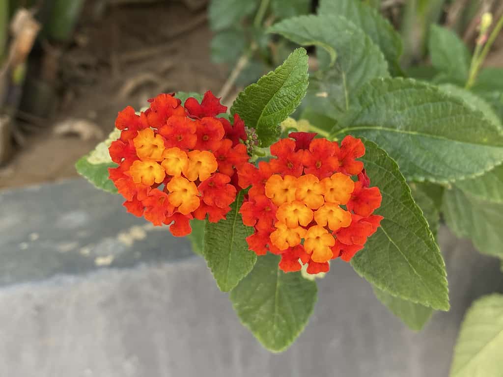 25 Beautiful Types of Orange Wildflowers