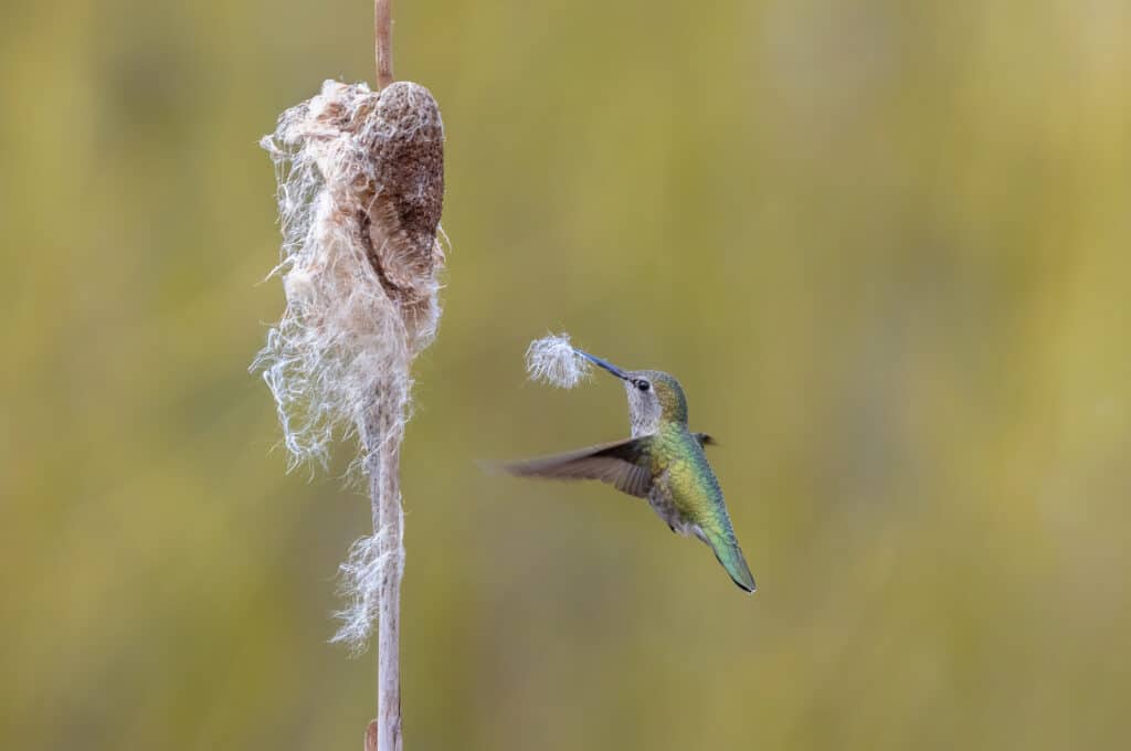 Your Complete Hummingbird Nests Guide