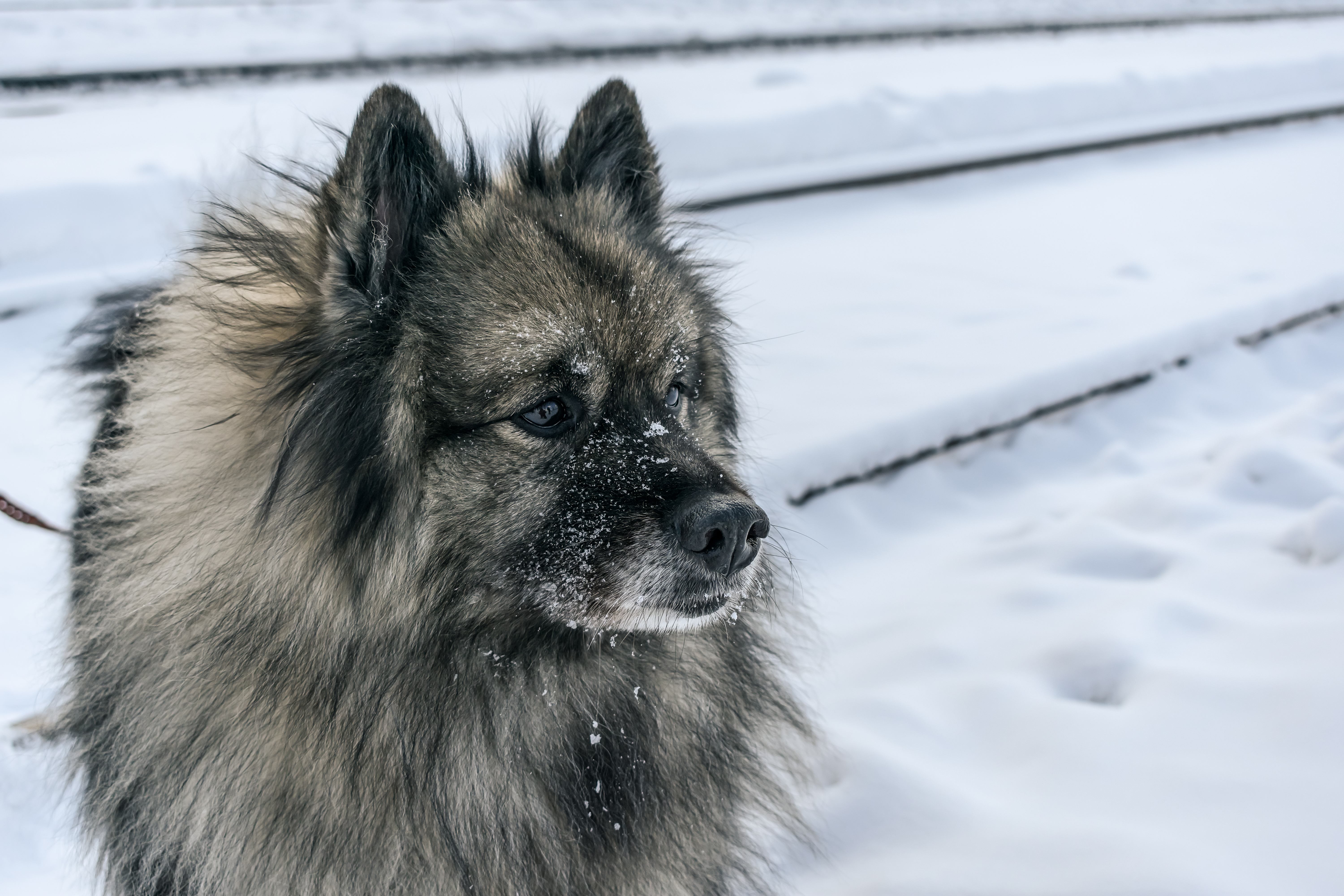 Keeshond Colors: Rarest to Most Common