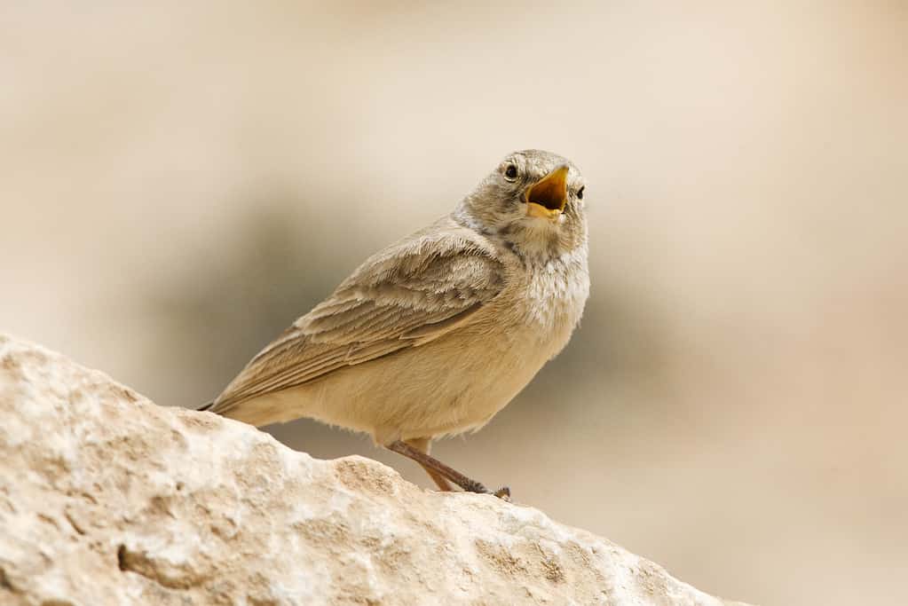 8 Amazing Birds That Call the Sahara Desert Their Home