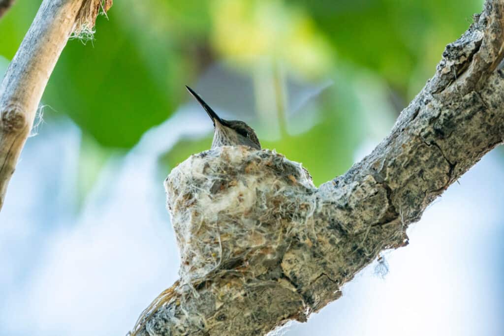 Your Complete Hummingbird Nests Guide