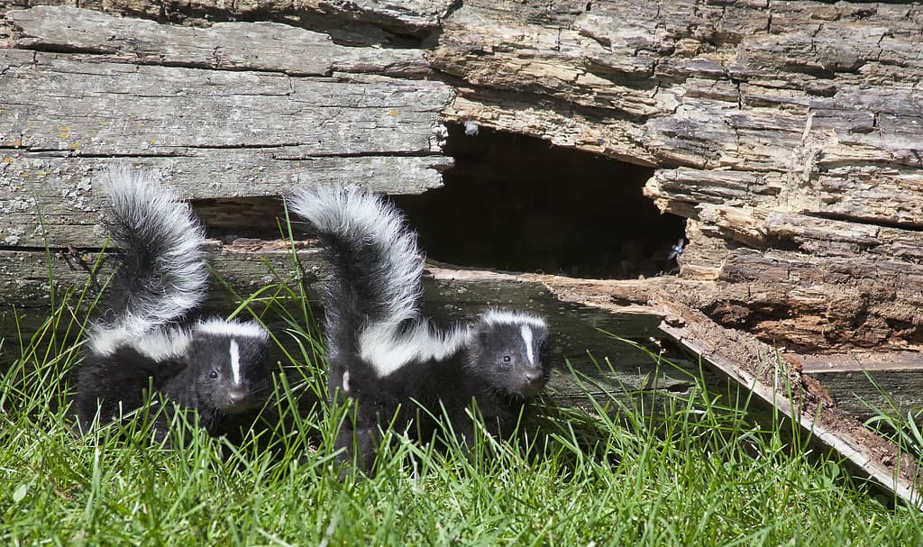 How Long Do Skunks Live (And How Early Can They Spray)?