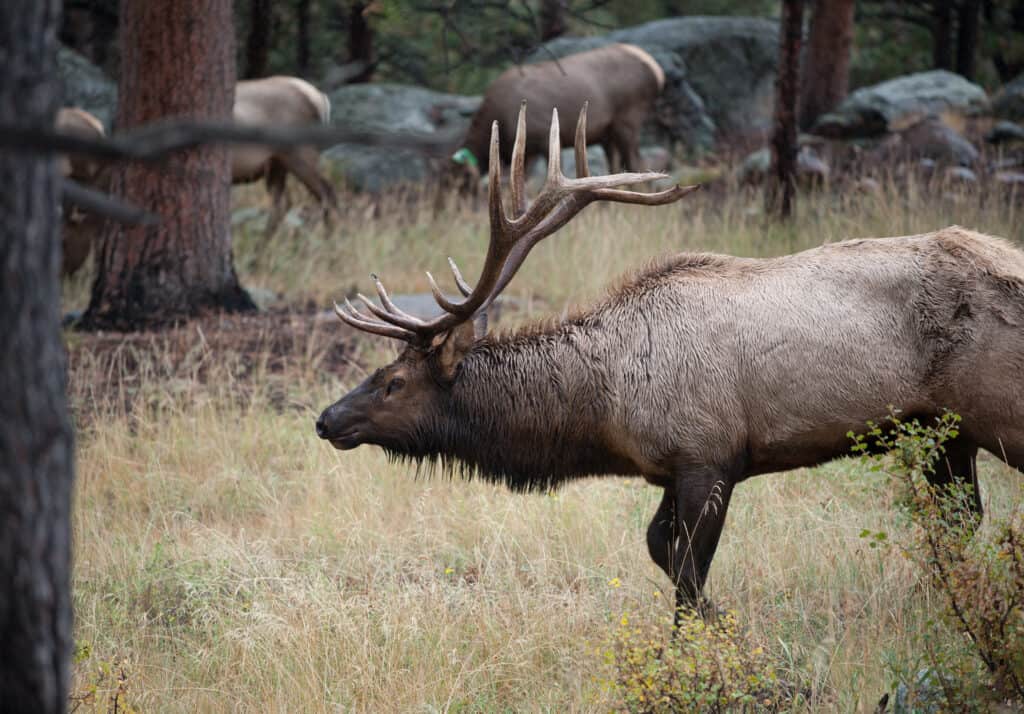 The Largest American Elk Ever Caught in Oklahoma