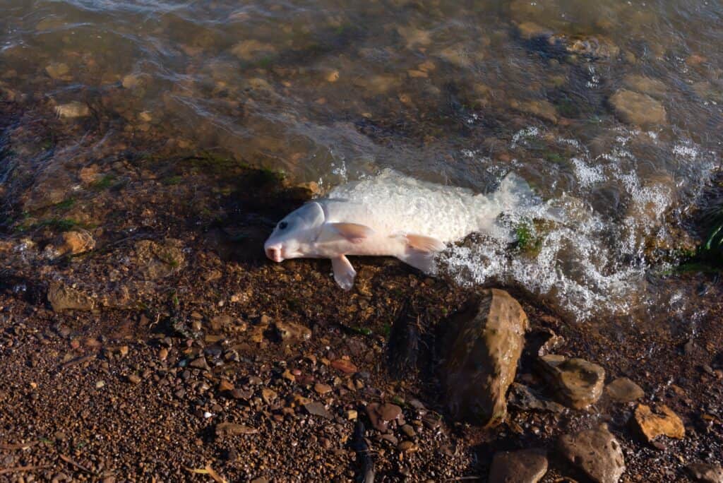 The 10 Largest Fish Ever Caught in Kansas