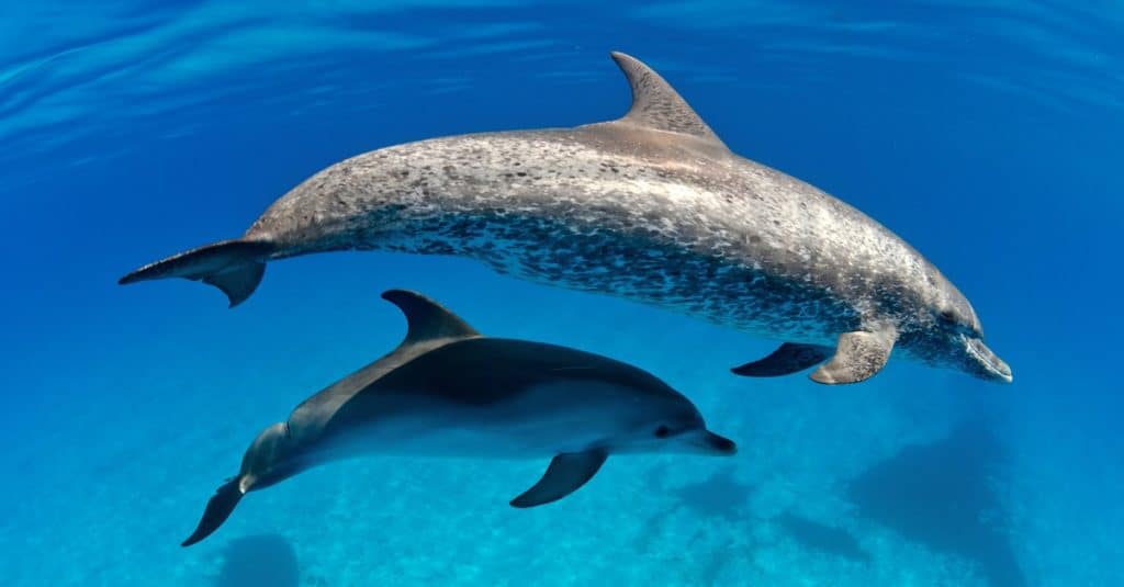 Male vs Female Dolphins: 4 Key Differences