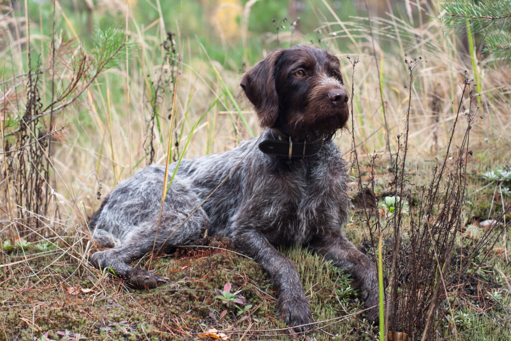 German Wirehaired Pointer Progression: Growth Chart, Milestones, and Training Tips