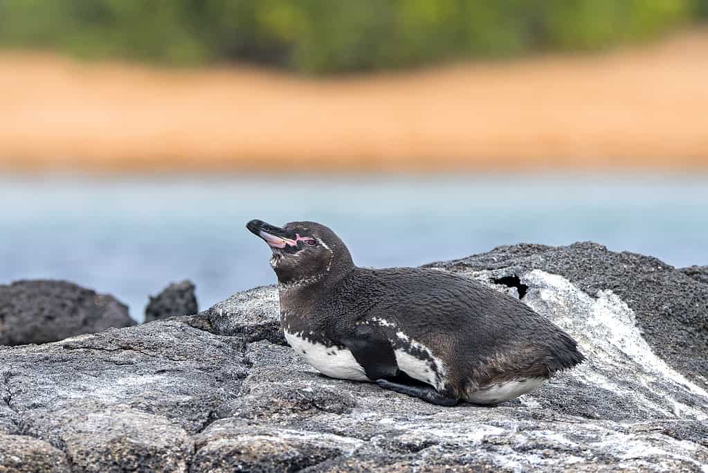 Discover 5 of the Countries and Regions Where Most Penguins Live