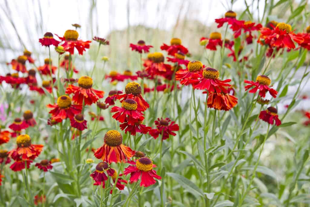 The Best Flowers to Plant in Quebec: 10 Cold-Tolerant Options for a Gorgeous Bloom