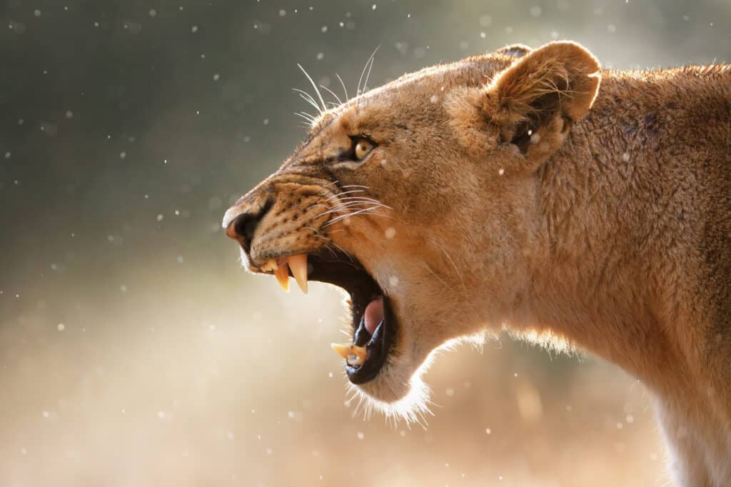 Pride Of Lions Surprise Attack a Buffalo But Not Before the Bull Shreds a Lion With Its Horns