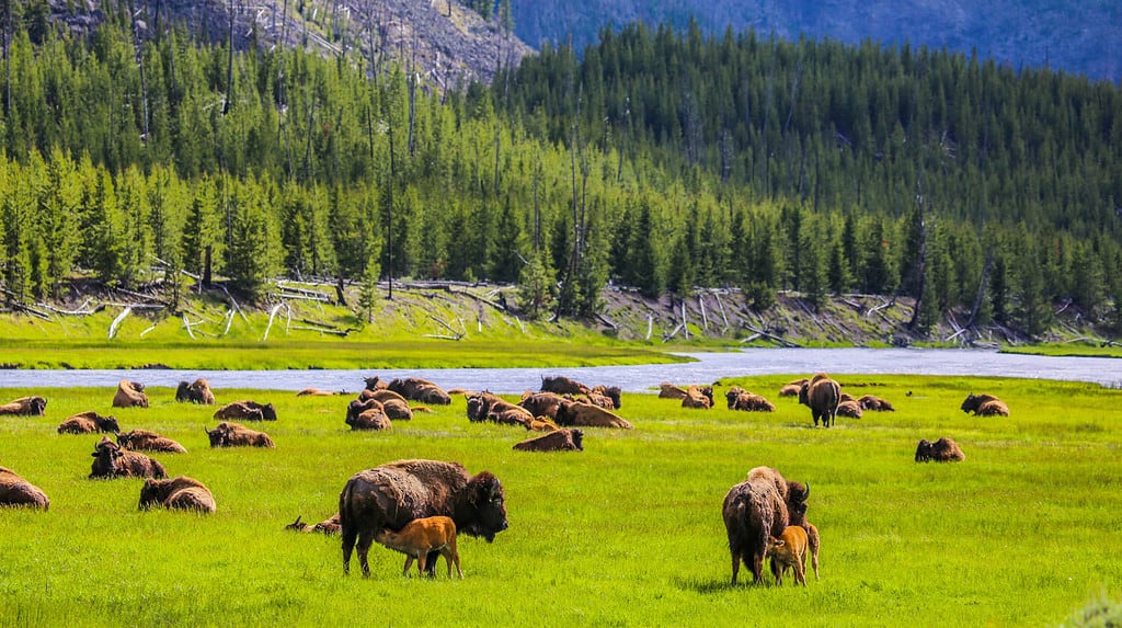 Male vs. Female Bison: 5 Key Differences