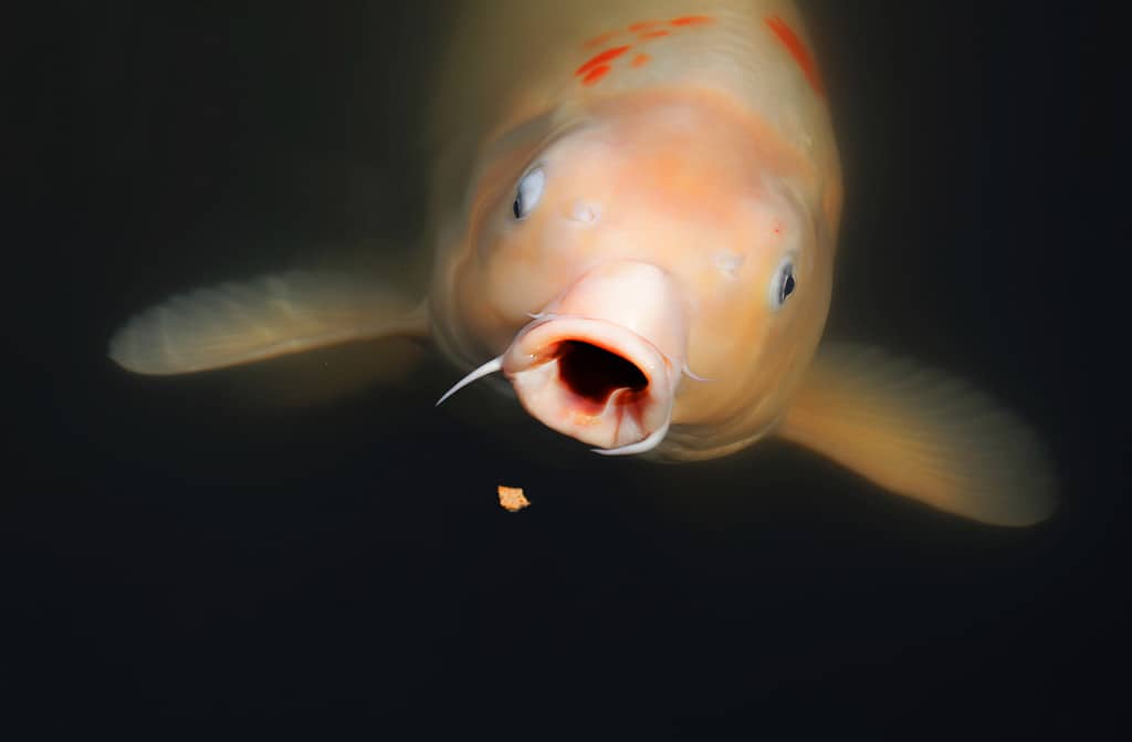 How Long Can Your Goldfish Go Without Eating? 7 Tips for Keeping Them Alive