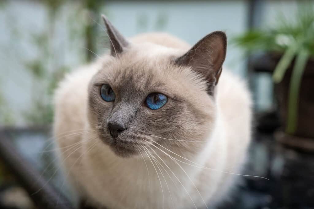 Male vs Female Siamese Cats: 4 Key Differences