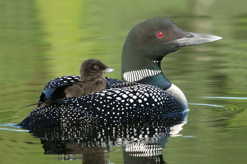 The Complete List of 38 Animals With Webbed Feet