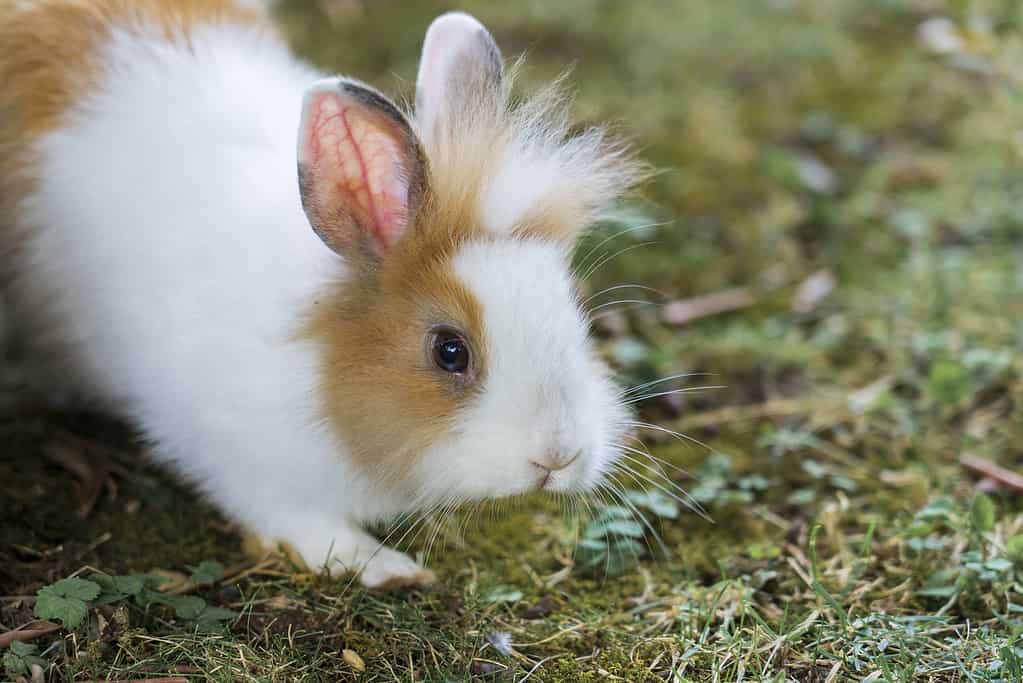 Lionhead Rabbit Lifespan: How Long Do Lionhead Rabbits Live?