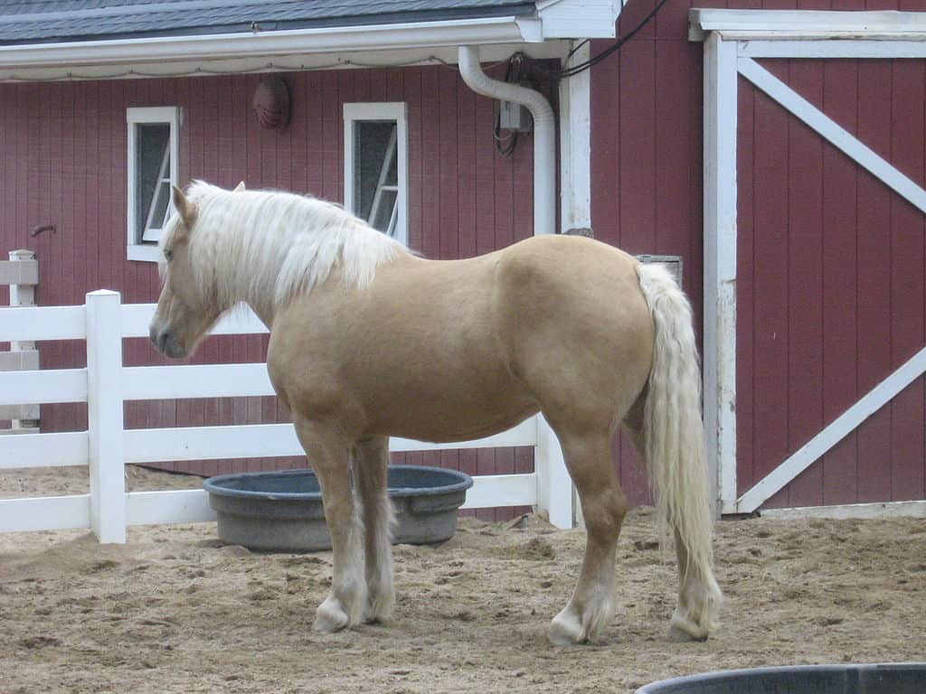 Horse Colors: The Complete List From Rarest to Most Common