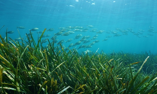 The Importance of Seagrass Beds and the Animals You'll See There