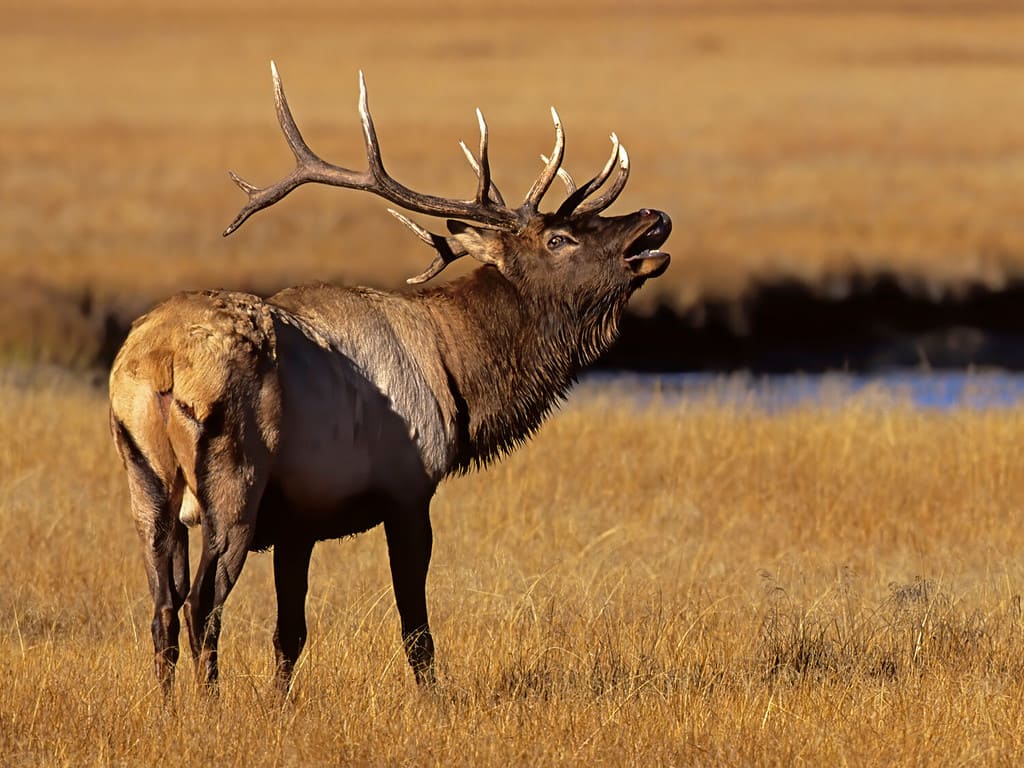 Bull Elk Thinks No One Is Watching And Takes A Luxurious Mud Bath