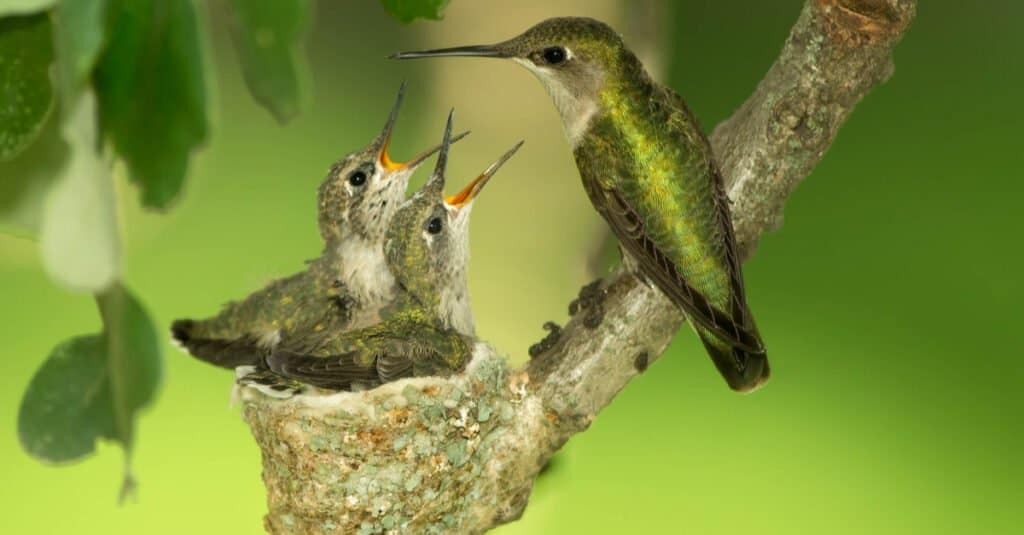 Discover What Baby Hummingbirds Eat