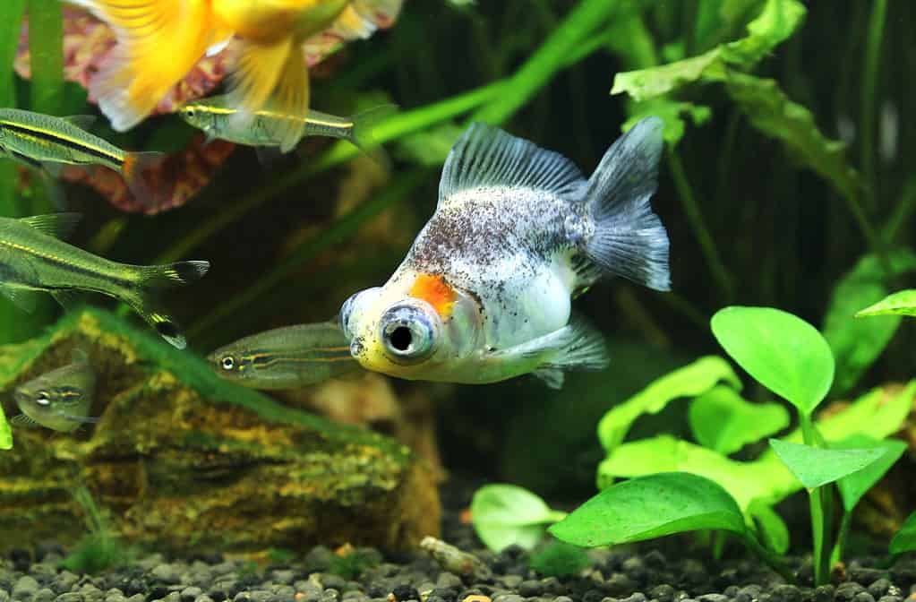 Every Type of Goldfish: Color, Size and Care Tips