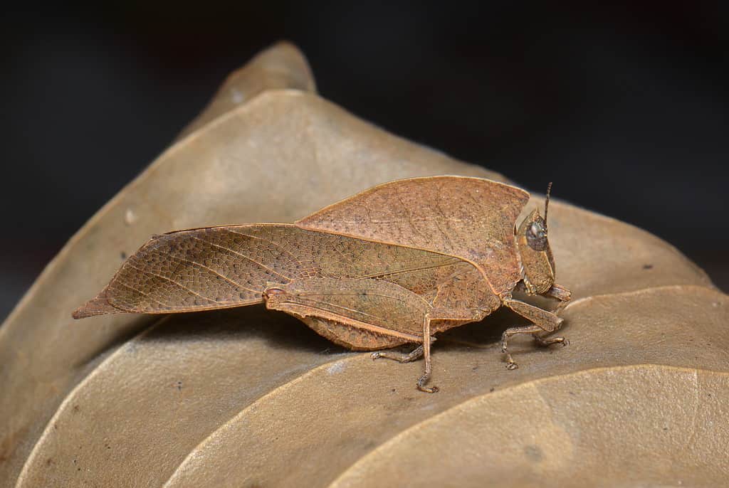 10 Different Insects That Look Like They Are Leaves