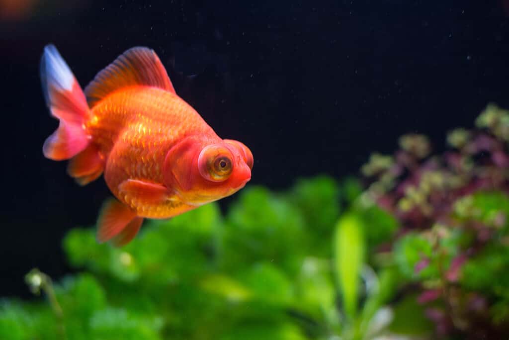 Every Type of Goldfish: Color, Size and Care Tips