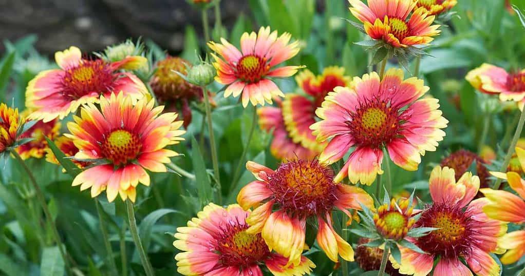 25 Beautiful Types of Orange Wildflowers