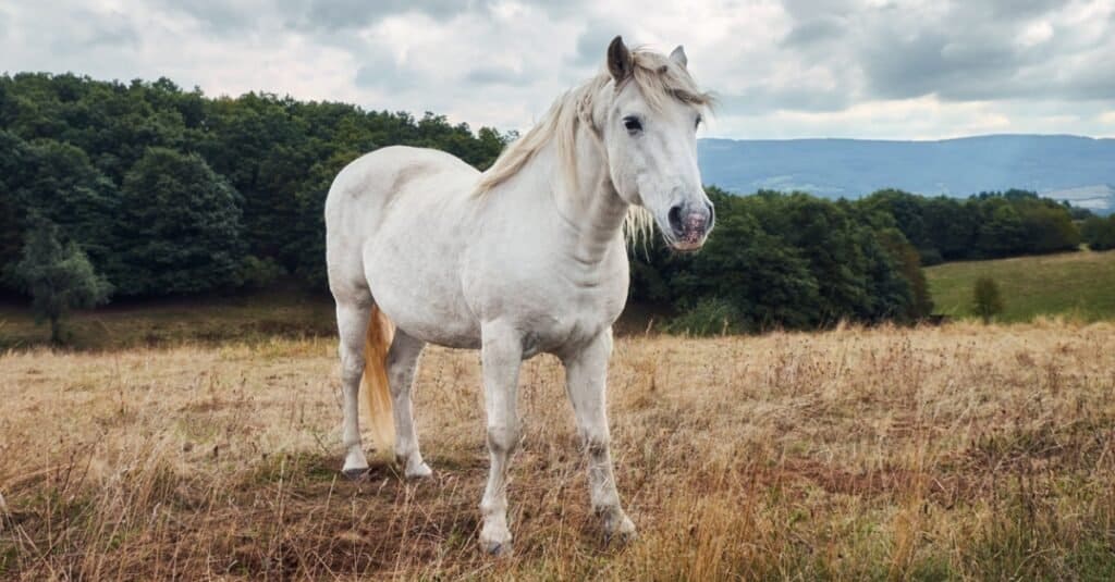 Horse Colors: The Complete List From Rarest to Most Common