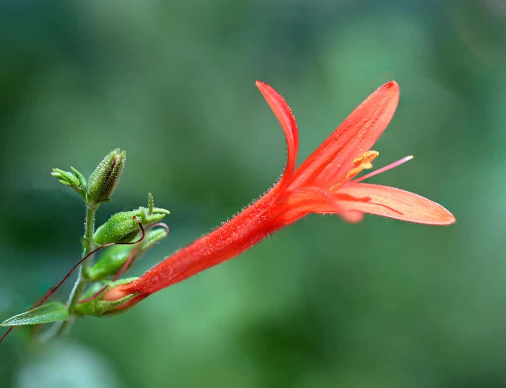 25 Beautiful Types of Orange Wildflowers