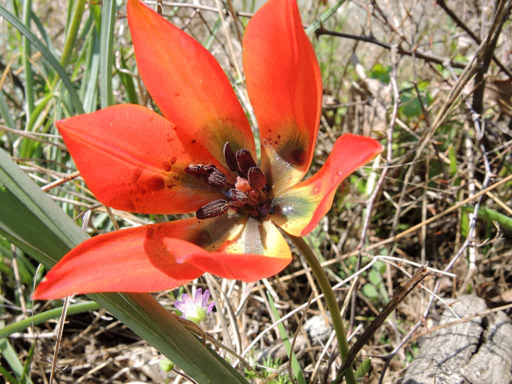 25 Beautiful Types of Orange Wildflowers