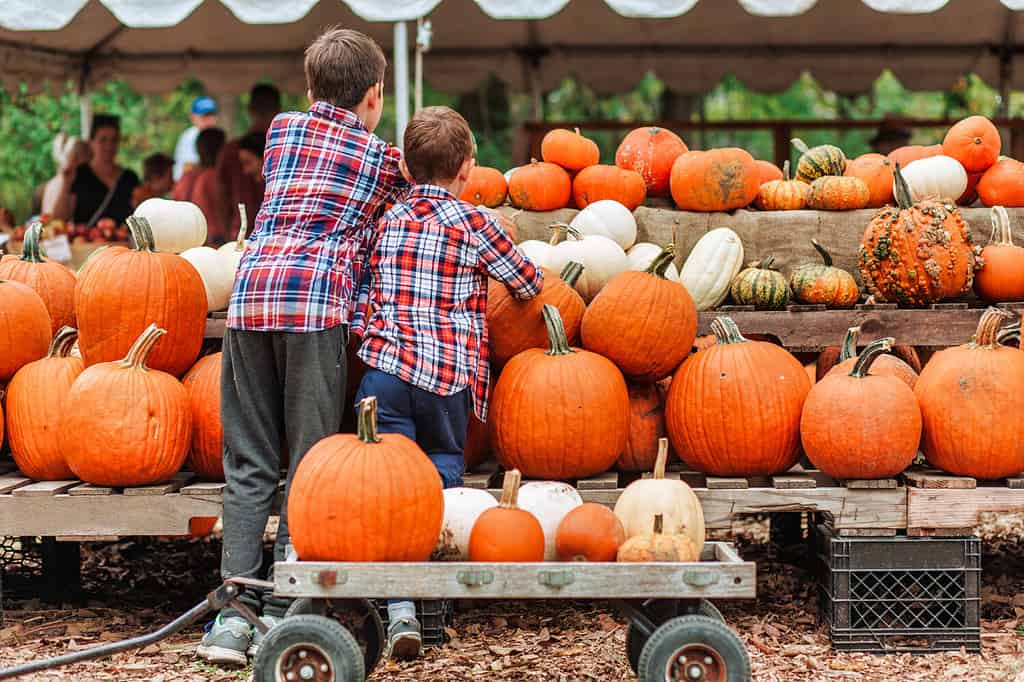 Explore the 7 Best Pumpkin Patches in Pennsylvania To Experience Autumn