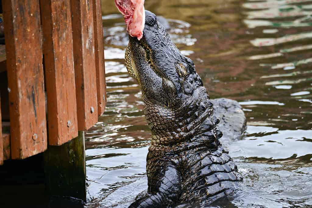 Alligator Hunting in Texas: Timing, Locations, Permits, and More!