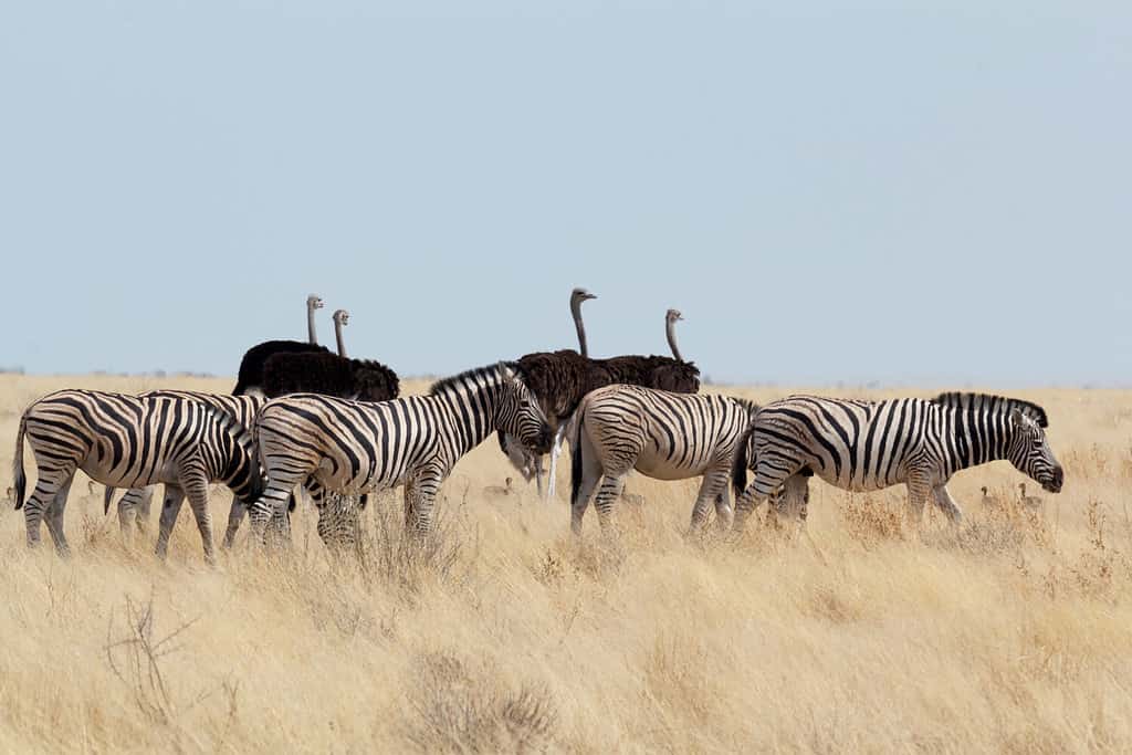 Discover the 12 Largest Volcanoes in Africa (4 Are Still Active)