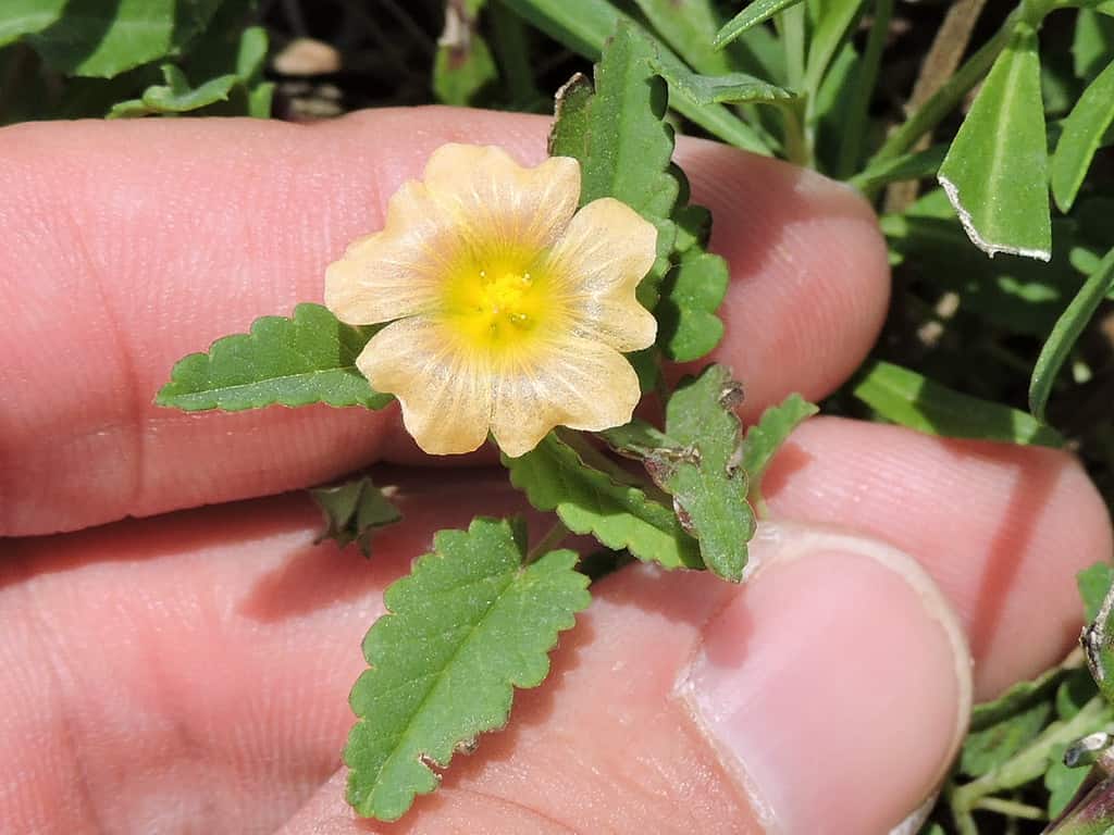 25 Beautiful Types of Orange Wildflowers