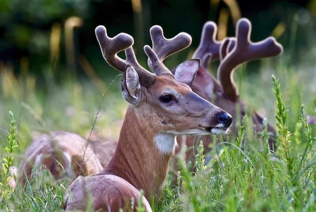 How Fast Are Deer? Top Speeds and How It Compares to Its Predators