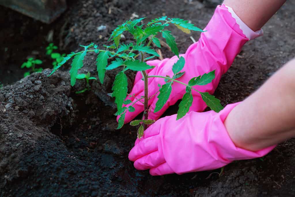 Growing Tomatoes In Oregon: Ideal Timing   12 Helpful Tips