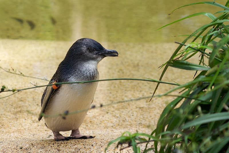 Discover 5 of the Countries and Regions Where Most Penguins Live