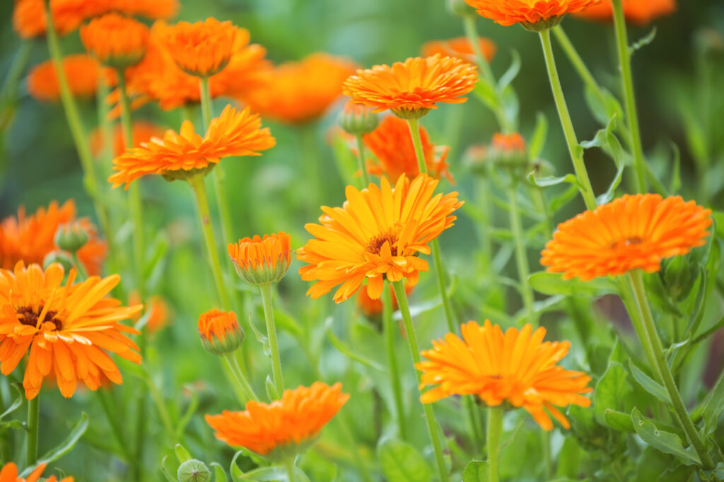 25 Beautiful Types of Orange Wildflowers