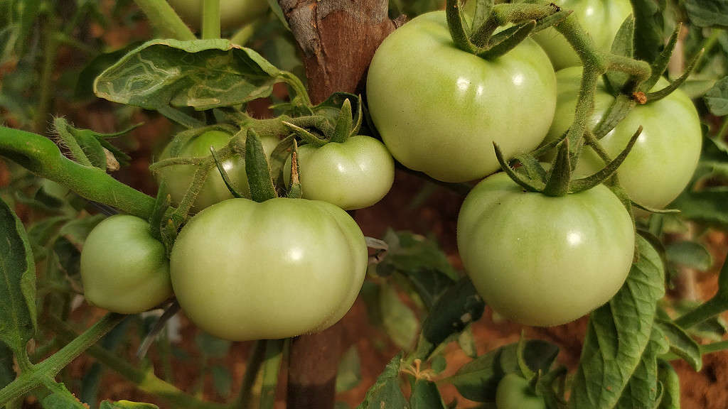 Can Chickens Eat Tomatoes?